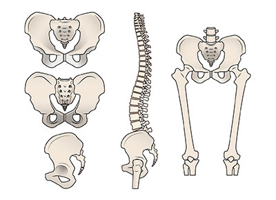 骨格がゆがむ原因